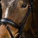 Schockemöhle Brantford Anatomical Hoofdstel Trenshoofdstellen - Maddelin Equestrian Schockemohle