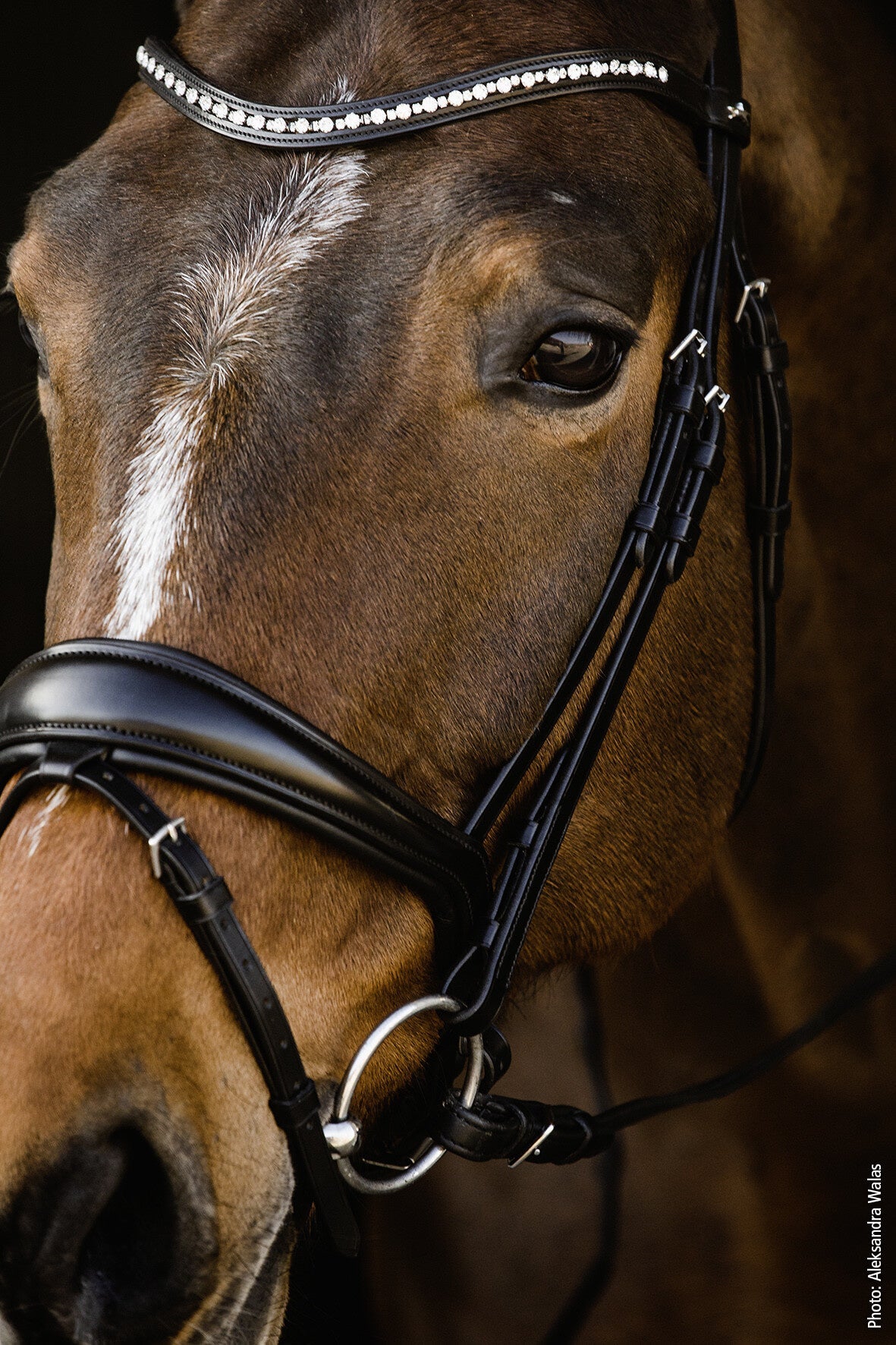 Schockemöhle Brantford Anatomical Hoofdstel Trenshoofdstellen - Maddelin Equestrian Schockemohle