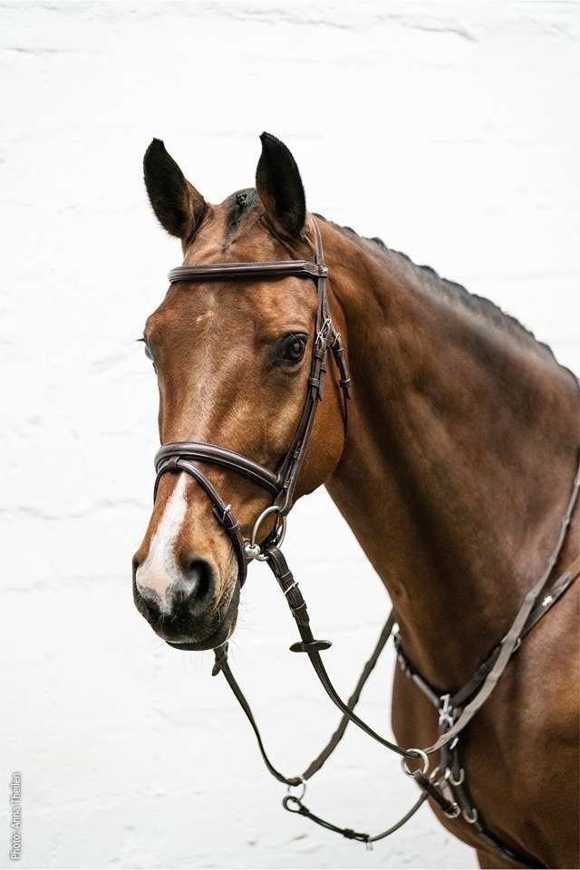 Schockemöhle Cape Town Select Trenshoofdstellen - Maddelin Equestrian Schockemohle