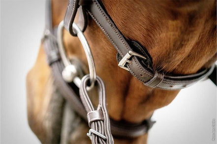 Schockemöhle Cape Town Select Trenshoofdstellen - Maddelin Equestrian Schockemohle