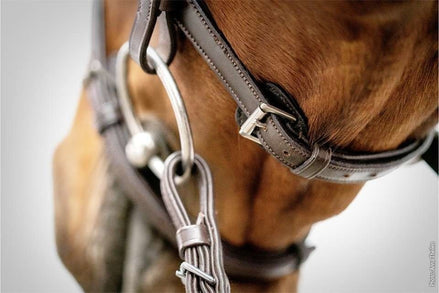 Schockemöhle Cape Town Select Trenshoofdstellen - Maddelin Equestrian Schockemohle