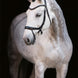 Schockemöhle Equitus Alpha Anatomical Special Hoofdstel Trenshoofdstellen - Maddelin Equestrian Schockemohle
