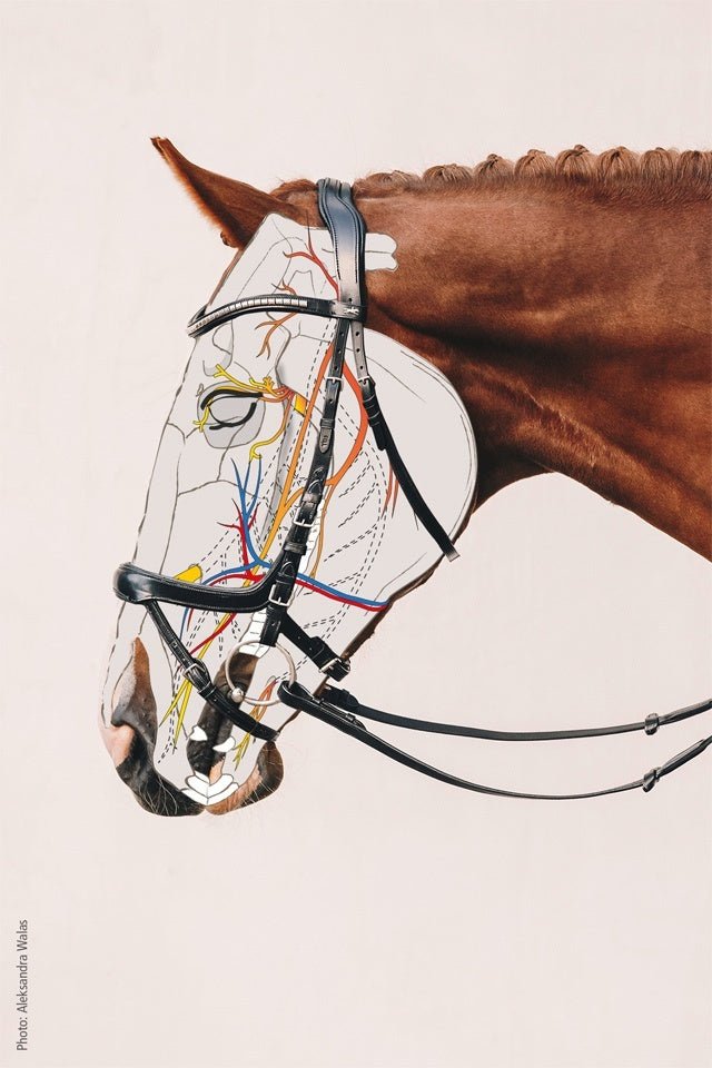Schockemöhle Equitus Alpha Anatomical Special Hoofdstel Trenshoofdstellen - Maddelin Equestrian Schockemohle