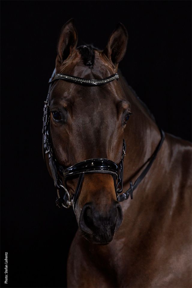 Schockemöhle Equitus Beta Glam Trenshoofdstellen - Maddelin Equestrian Schockemohle