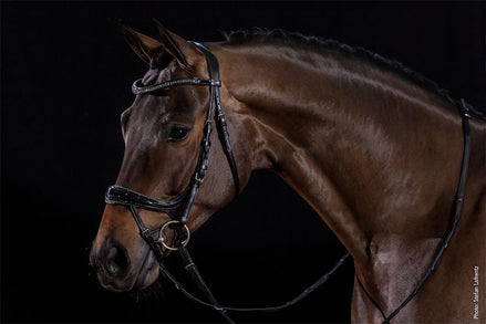 Schockemöhle Equitus Beta Glam Trenshoofdstellen - Maddelin Equestrian Schockemohle
