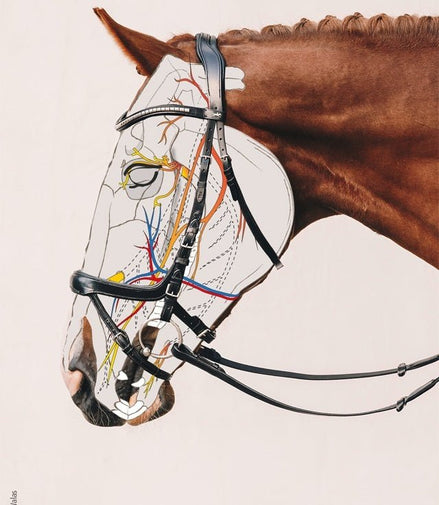 Schockemöhle Equitus Gamma Anatomic stang en trens Hoofdstel Stang & Trens - Maddelin Equestrian Schockemohle