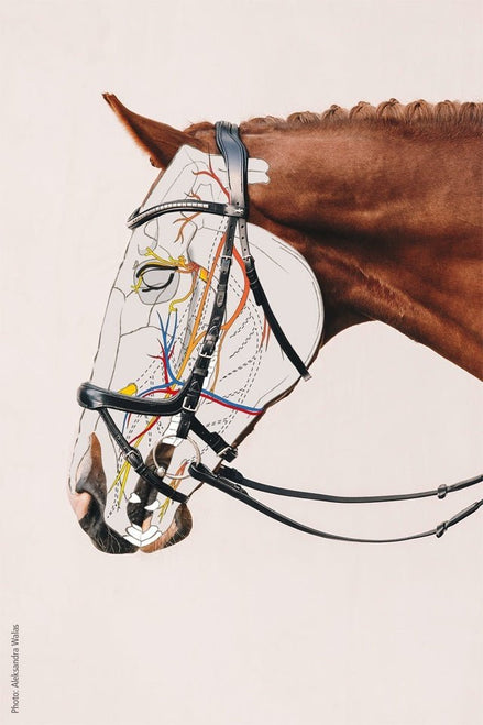 Schockemöhle Equitus Gamma Anatomic stang en trens Hoofdstel Stang & Trens - Maddelin Equestrian Schockemohle