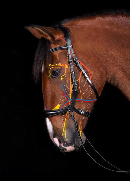 Schockemöhle Equitus Theta Bitloos - Maddelin Equestrian Schockemohle