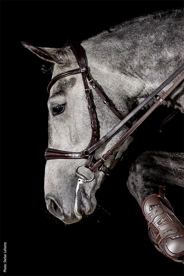 Schockemöhle Equitus Theta Bitloos - Maddelin Equestrian Schockemohle