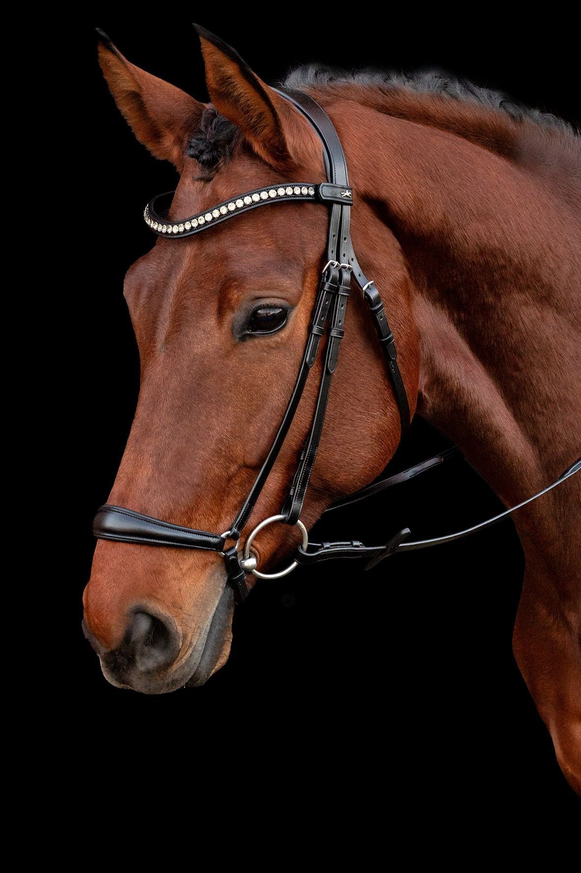 Schockemöhle Hoofdstel SP Pisa Trenshoofdstellen - Maddelin Equestrian Schockemohle