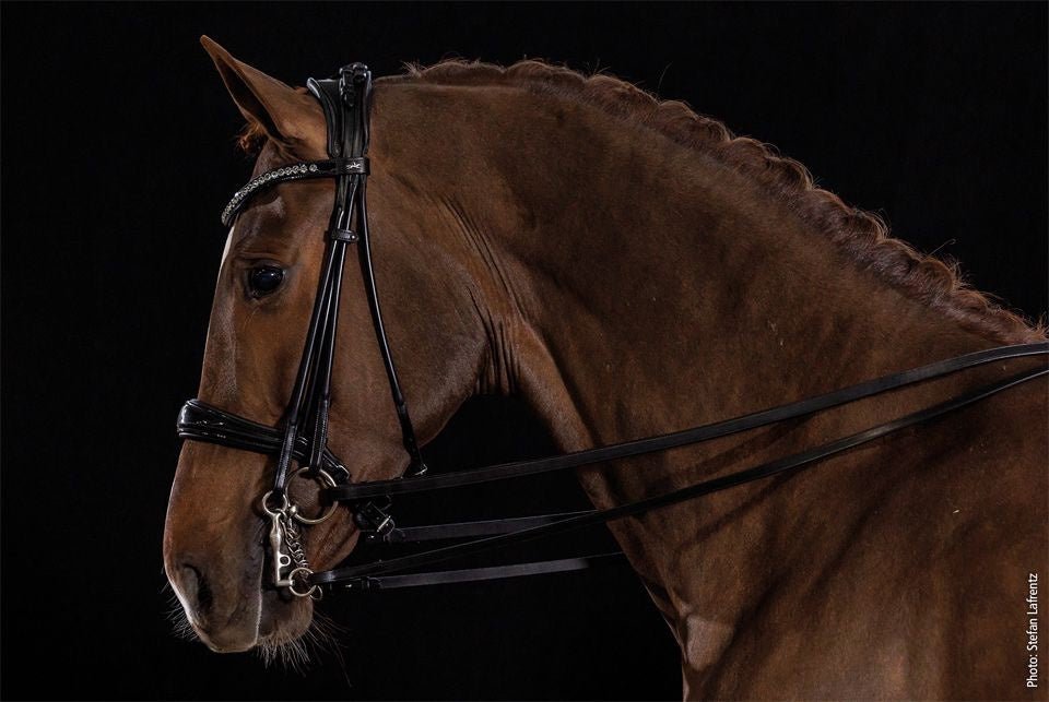 Schockemöhle Kensington Stang & Trens Stang & Trens - Maddelin Equestrian Schockemohle