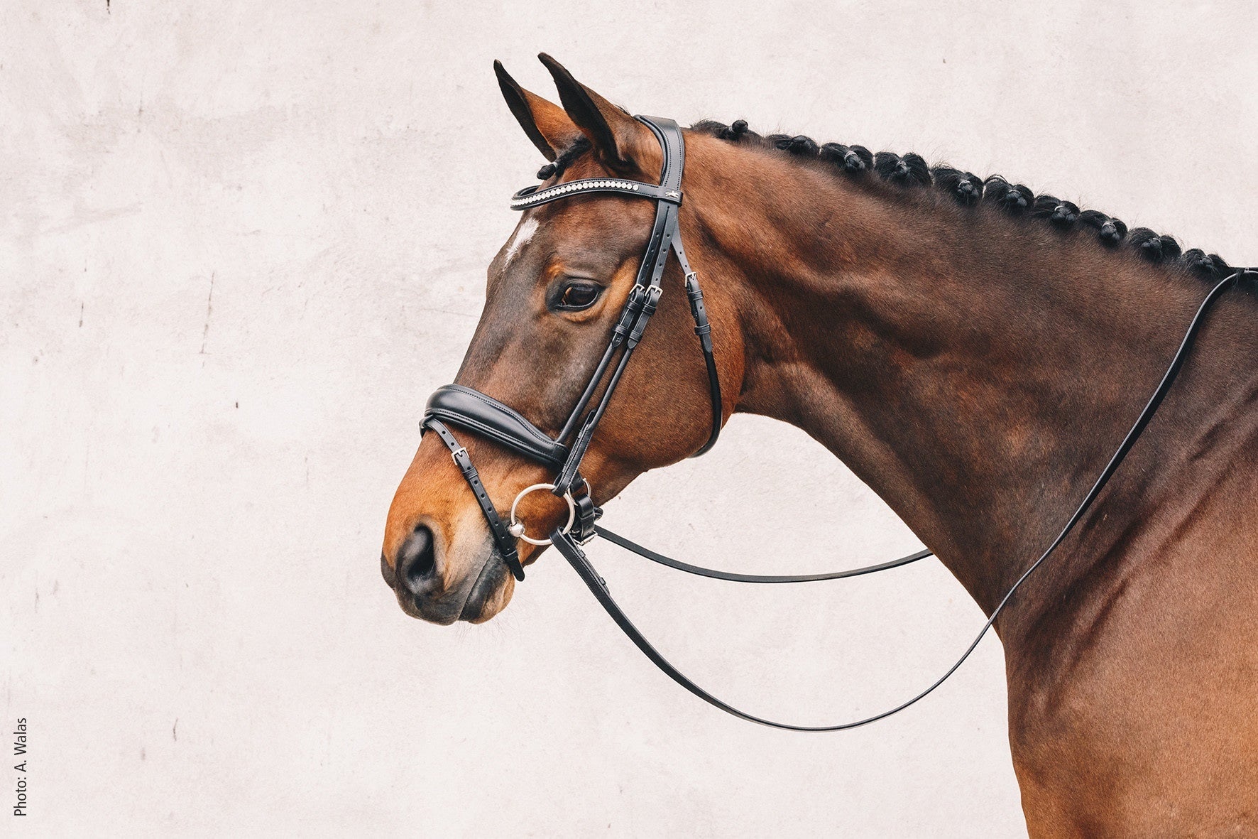 Schockemöhle Malibu Anatomisch Hoofdstel Trenshoofdstellen - Maddelin Equestrian Schockemohle
