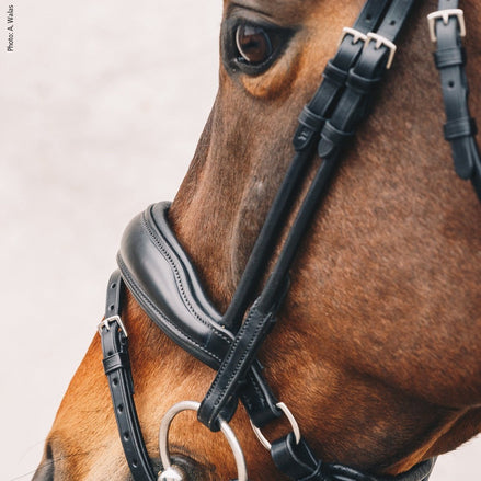 Schockemöhle Malibu Anatomisch Hoofdstel Trenshoofdstellen - Maddelin Equestrian Schockemohle