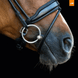 Schockemöhle Malibu Anatomisch Hoofdstel Trenshoofdstellen - Maddelin Equestrian Schockemohle