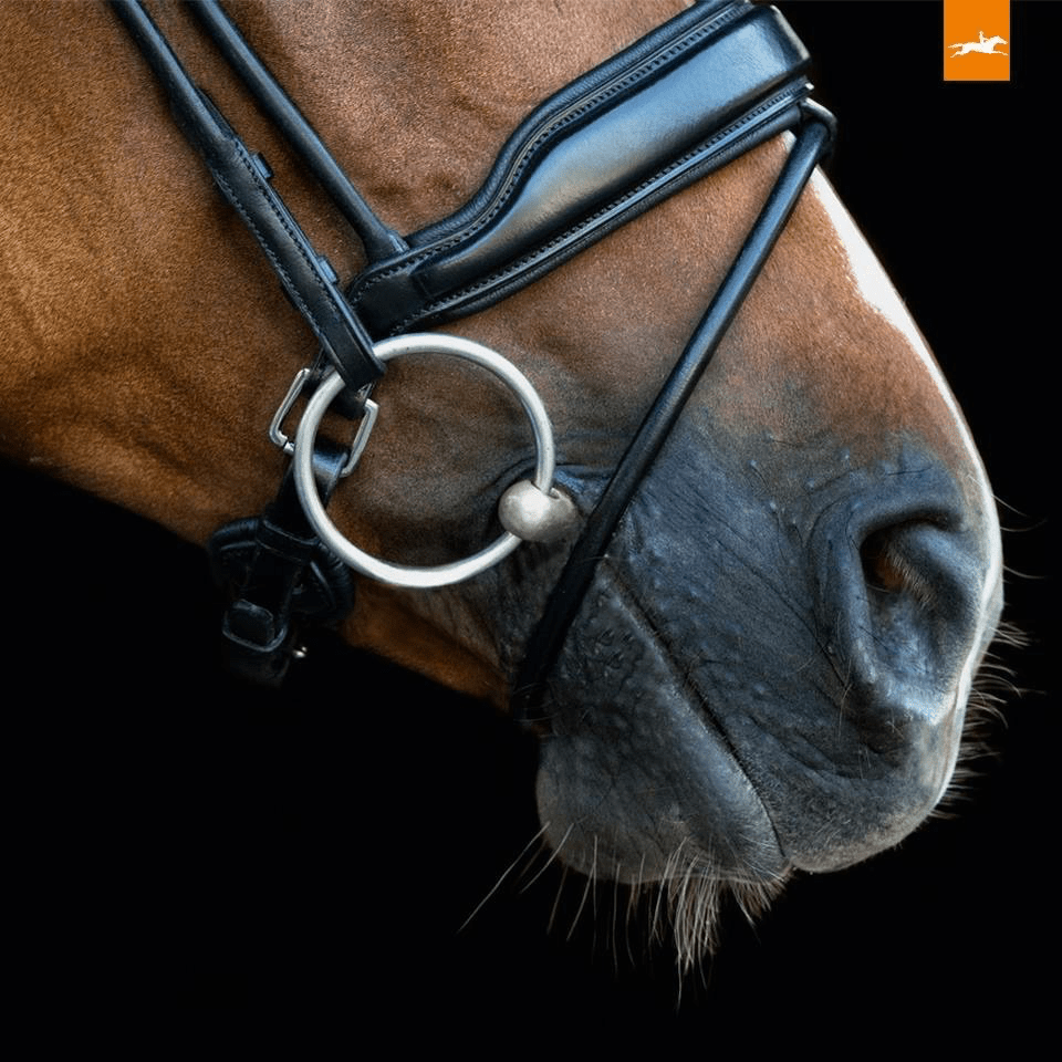 Schockemöhle Malibu Anatomisch Hoofdstel Trenshoofdstellen - Maddelin Equestrian Schockemohle