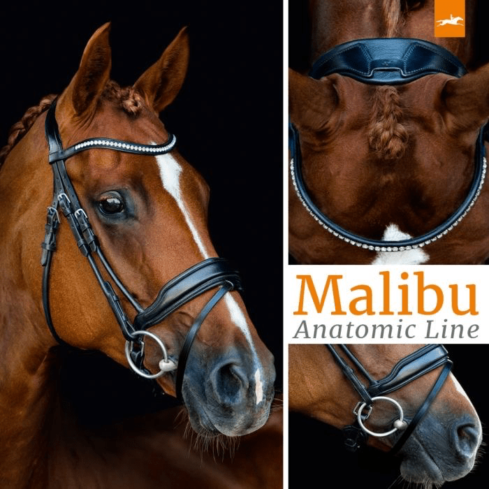 Schockemöhle Malibu Anatomisch Hoofdstel Trenshoofdstellen - Maddelin Equestrian Schockemohle