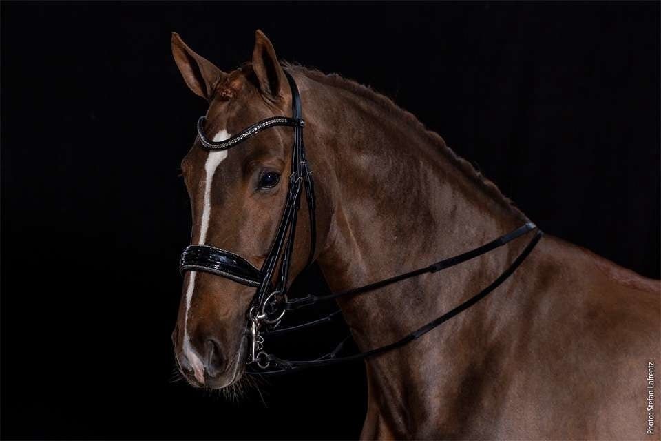 Schockemöhle Milan Glam Stang & Trens - Maddelin Equestrian Schockemohle