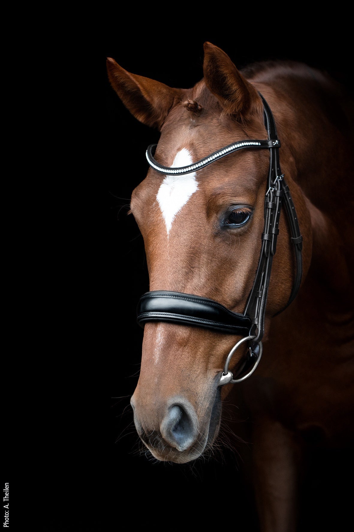 Schockemöhle Slimford Anatomical Hoofdstel Trenshoofdstellen - Maddelin Equestrian Schockemohle