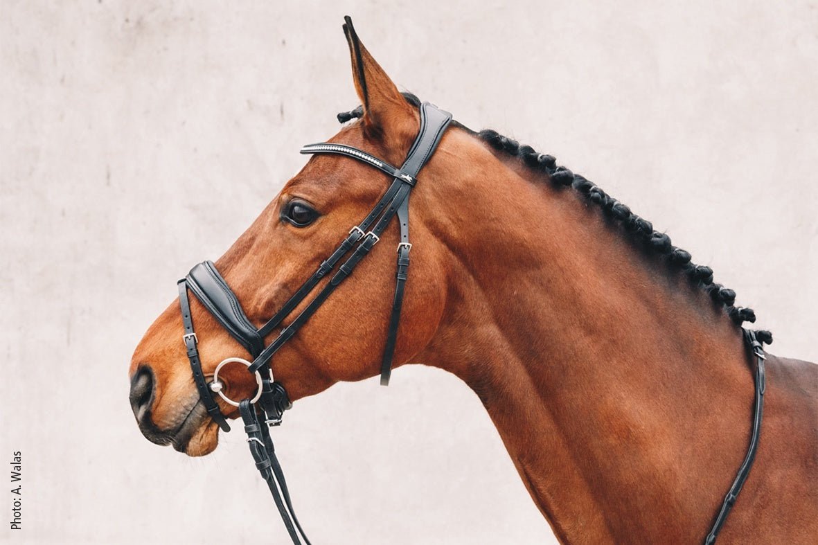 Schockemöhle Stanford  Anatomical Hoofdstel Trenshoofdstellen - Maddelin Equestrian Schockemohle