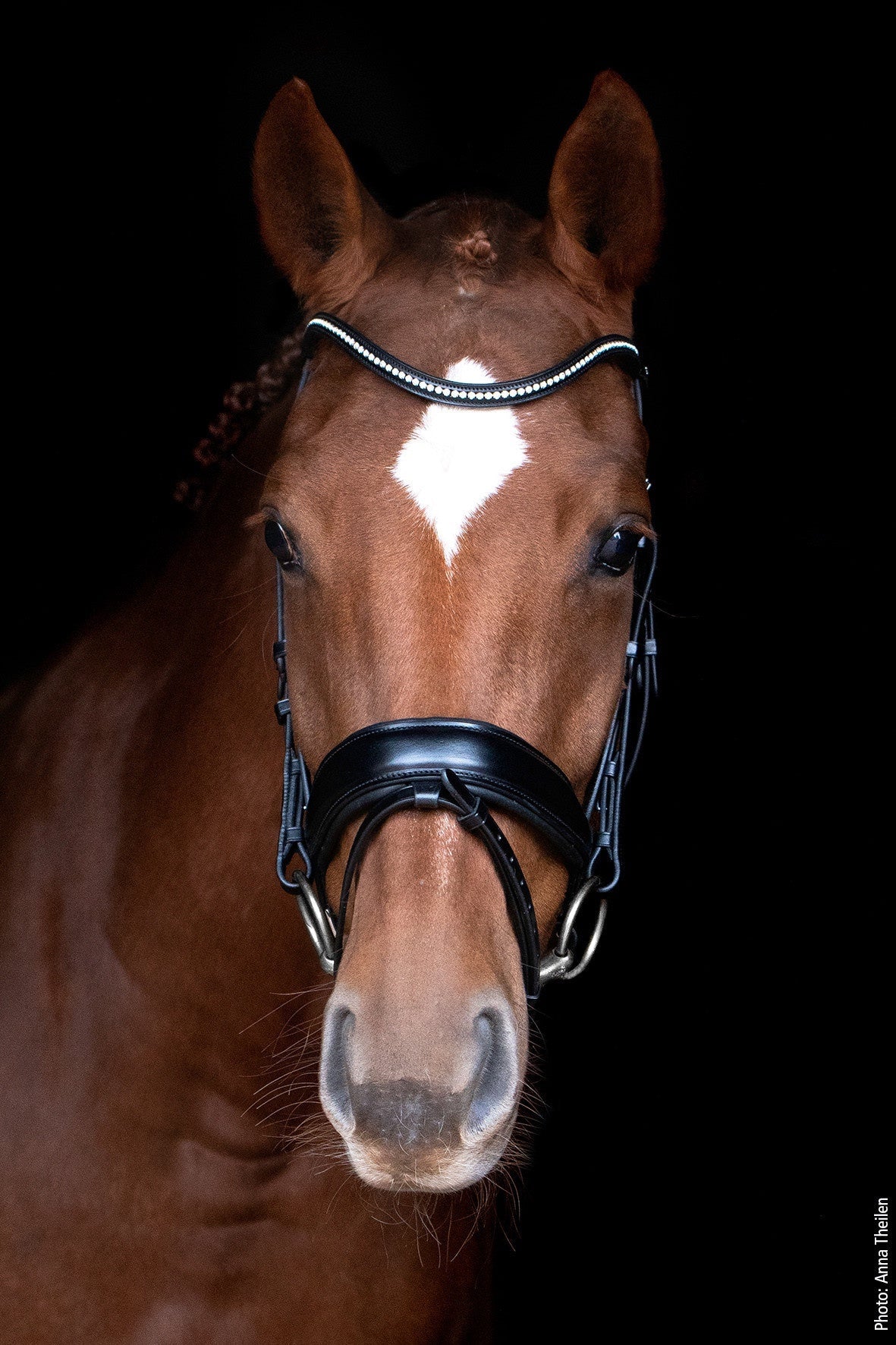 Schockemöhle Stanford  Anatomical Hoofdstel Trenshoofdstellen - Maddelin Equestrian Schockemohle