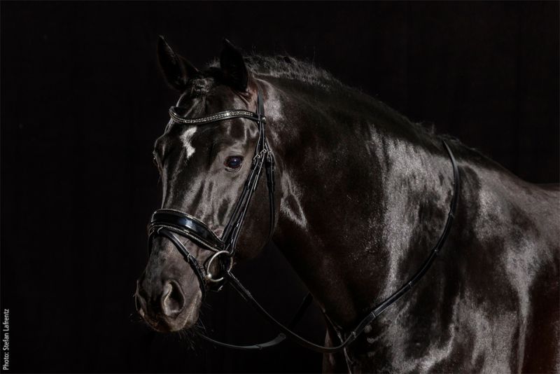 Schockemöhle Stanford Glam Trenshoofdstellen - Maddelin Equestrian Schockemohle