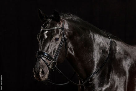 Schockemöhle Stanford Glam Trenshoofdstellen - Maddelin Equestrian Schockemohle