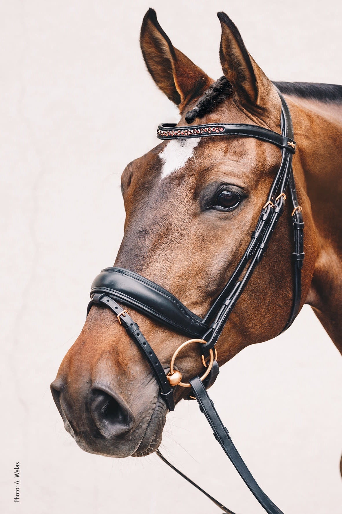 Schockemöhle Stanford S Trenshoofdstellen - Maddelin Equestrian Schockemohle