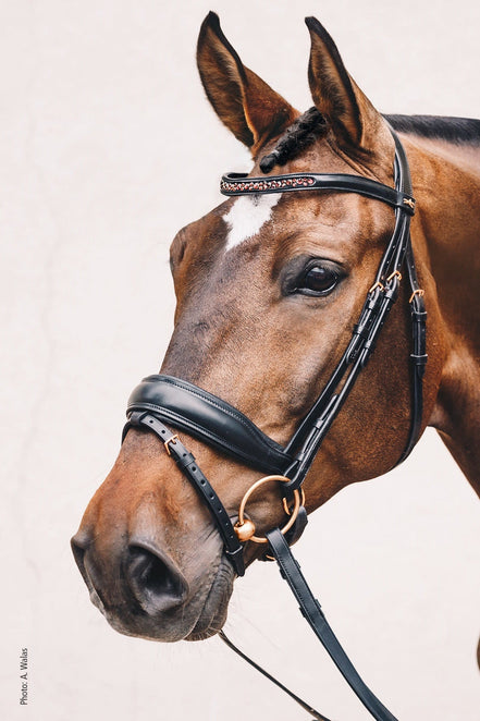 Schockemöhle Stanford S Trenshoofdstellen - Maddelin Equestrian Schockemohle