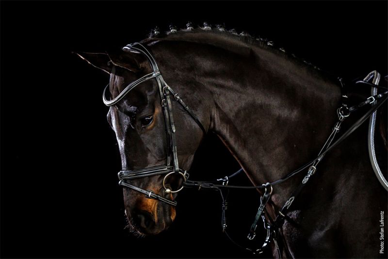 Schockemöhle Tokyo F Select Trenshoofdstellen - Maddelin Equestrian Schockemohle