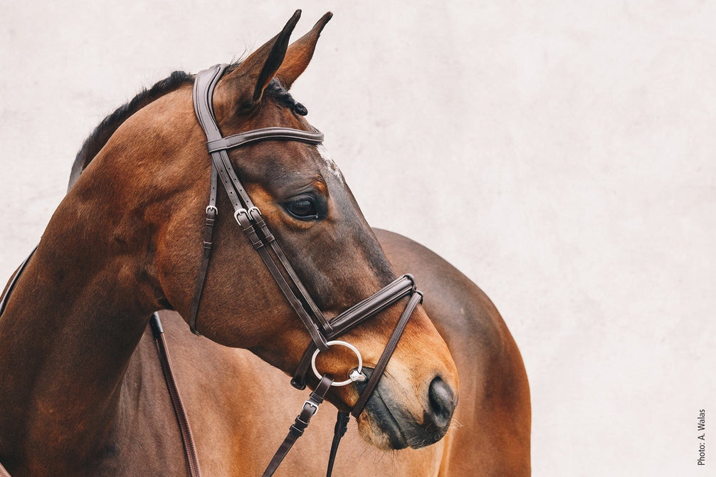 Schockemöhle Tokyo Select Anatomical Hoofdstel Trenshoofdstellen - Maddelin Equestrian Schockemohle
