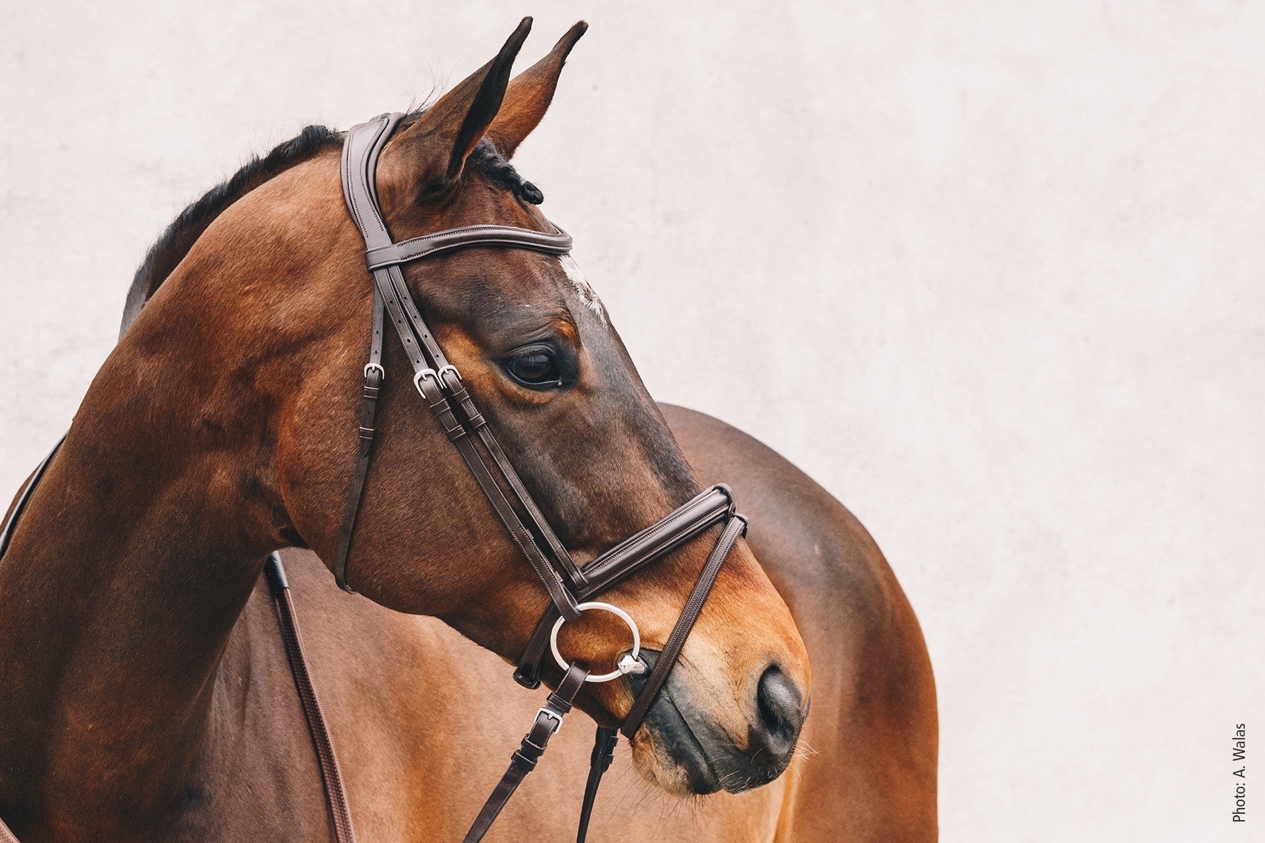 Schockemöhle Tokyo Select Anatomical Hoofdstel Trenshoofdstellen - Maddelin Equestrian Schockemohle