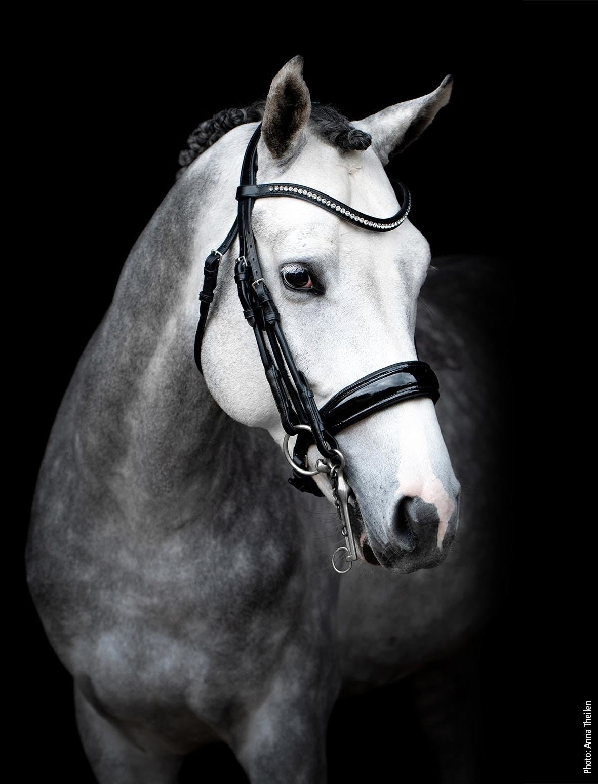 Schockemöhle Venice Anatom. Stang & Trens Trenshoofdstellen - Maddelin Equestrian Schockemohle