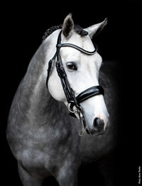 Schockemöhle Venice Anatom. Stang & Trens Trenshoofdstellen - Maddelin Equestrian Schockemohle