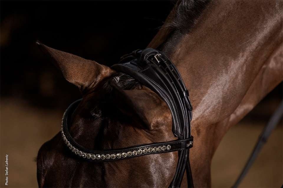 Schockemöhle Westminster Trenshoofdstellen - Maddelin Equestrian Schockemohle