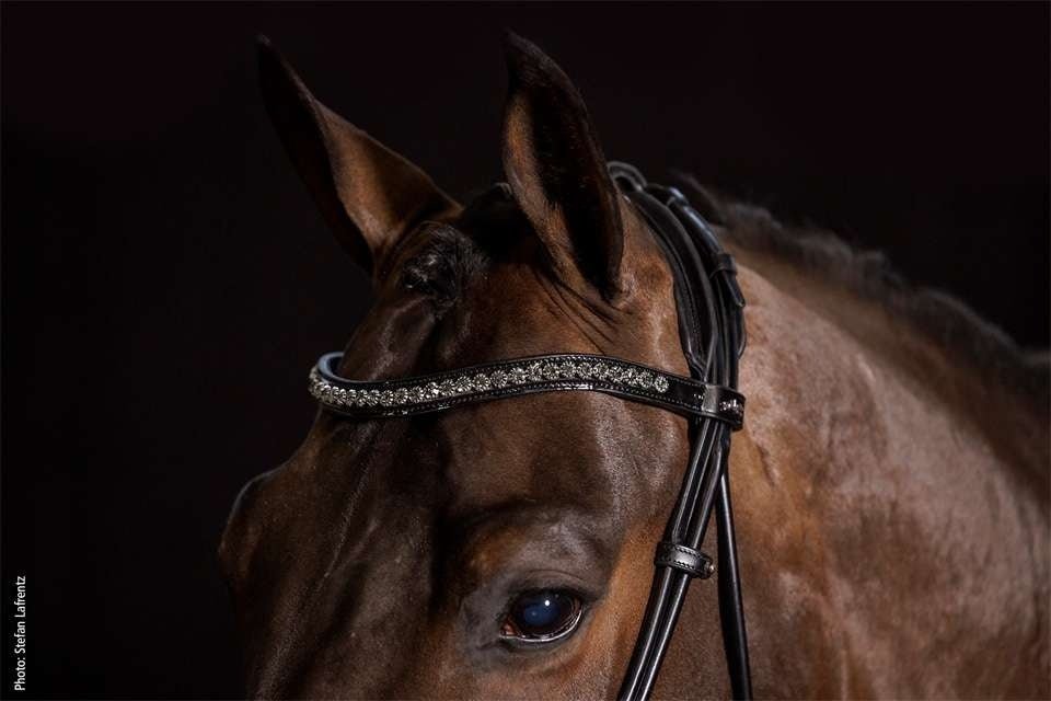 Schockemöhle Westminster Trenshoofdstellen - Maddelin Equestrian Schockemohle