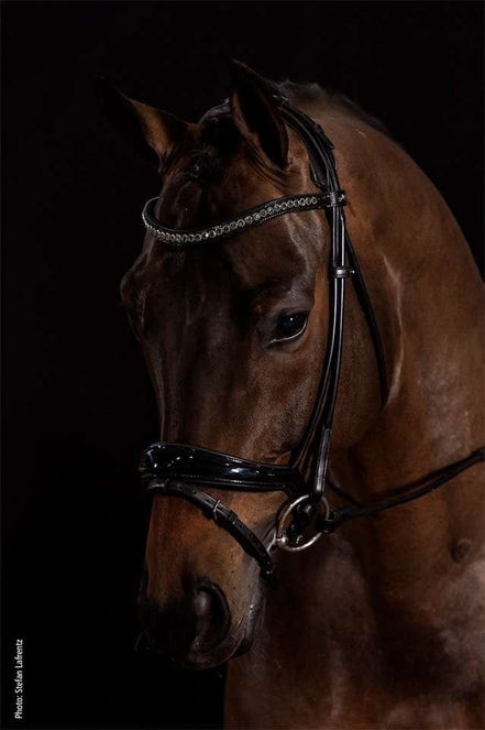 Schockemöhle Westminster Trenshoofdstellen - Maddelin Equestrian Schockemohle