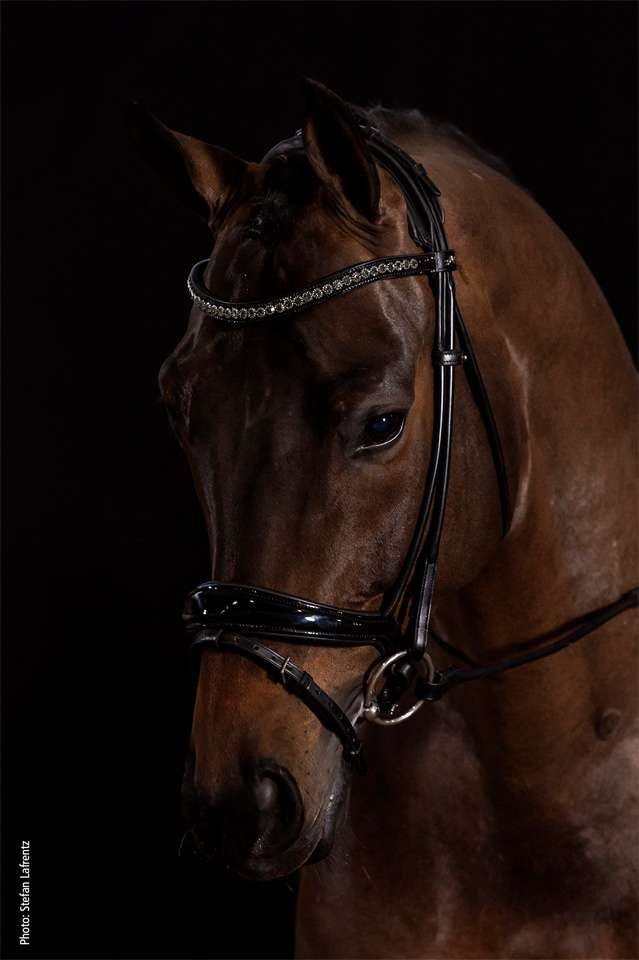 Schockemöhle Westminster Trenshoofdstellen - Maddelin Equestrian Schockemohle