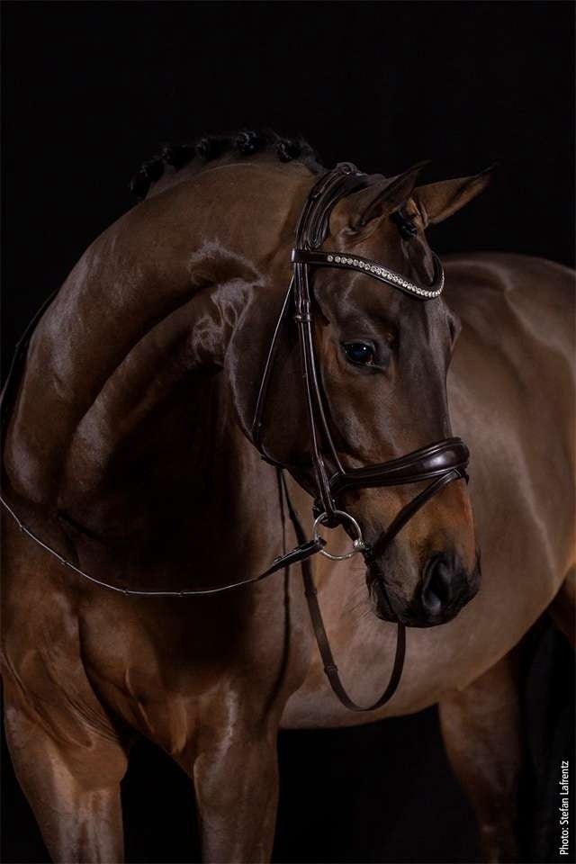 Schockemöhle Westminster Trenshoofdstellen - Maddelin Equestrian Schockemohle