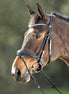 HFI Shiny Hoofdstel
