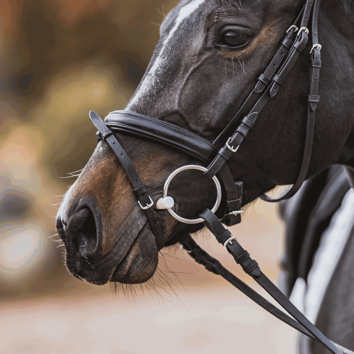 Sprenger Duo Bustrens Bus, D, Eggbutt,... - Maddelin Equestrian Sprenger