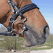 Sprenger Dynamic RS Universal Dubbel Gebroken 3ring, Beval, Kimblewick, RNF, Butterfly,... - Maddelin Equestrian Sprenger