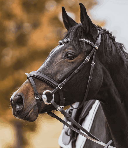 Sprenger Eggbutt - hard carbon Bus, D, Eggbutt,... - Maddelin Equestrian Sprenger