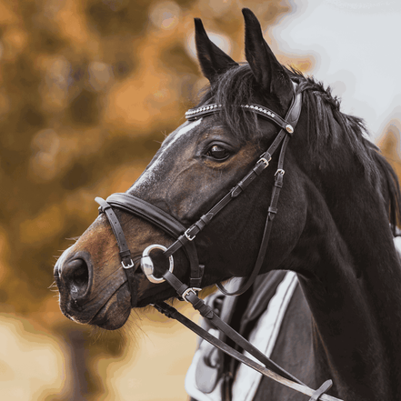 Sprenger Eggbutt Mullen - hard carbon Bus, D, Eggbutt,... - Maddelin Equestrian Sprenger