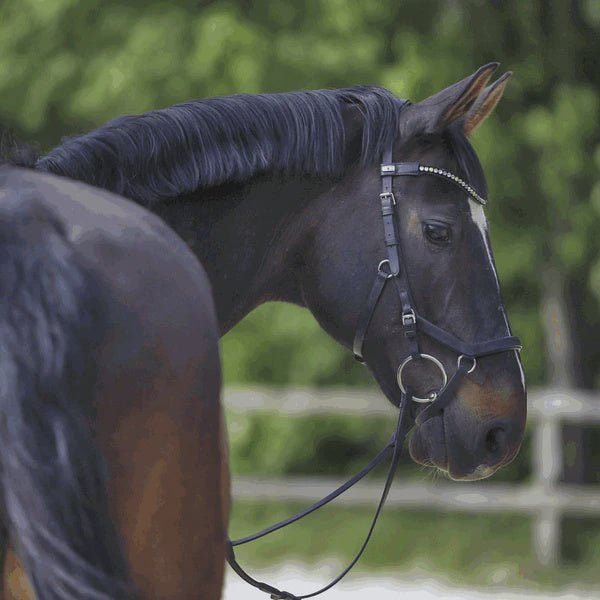 Sprenger Flex Control Watertrens - Maddelin Equestrian Sprenger