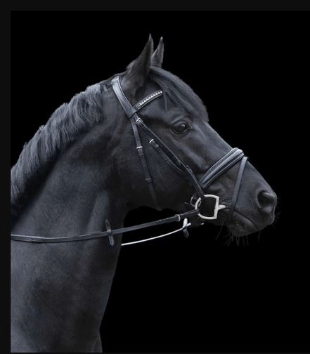 Sprenger novocontact Eggbutt Enkel Gebroken - Sensogan Bus, D, Eggbutt,... - Maddelin Equestrian Sprenger