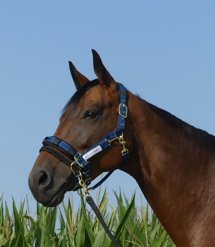 Stübben LK Controller For Stable Halters Controle halster - Maddelin Equestrian Stübben
