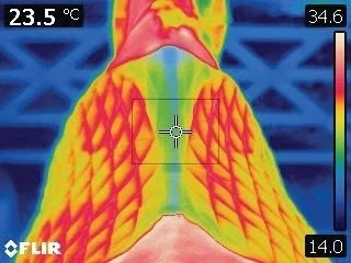 Stübben Streamline Zadeldek Dressuur Zadeldoeken - Maddelin Equestrian Stübben