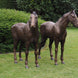 Thermobrass Bronzen Beeld Koppel Paarden | Maddelin Equestrian