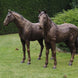 Thermobrass Bronzen Beeld Koppel Paarden | Maddelin Equestrian