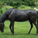 Thermobrass Bronzen Beeld Levensgroot Paard Hoofd Omlaag | Maddelin Equestrian